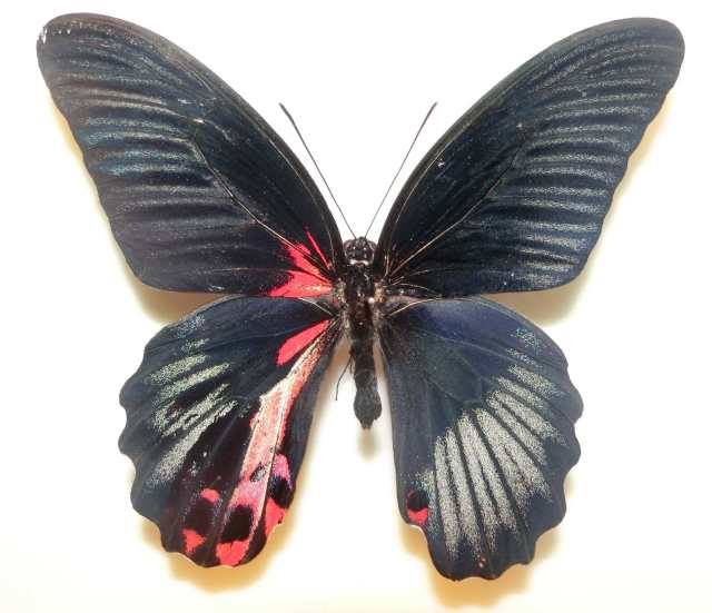 Papilio rumanzovia (gynandromorph) (Internet Image property of respective owner, non-commercial use only)